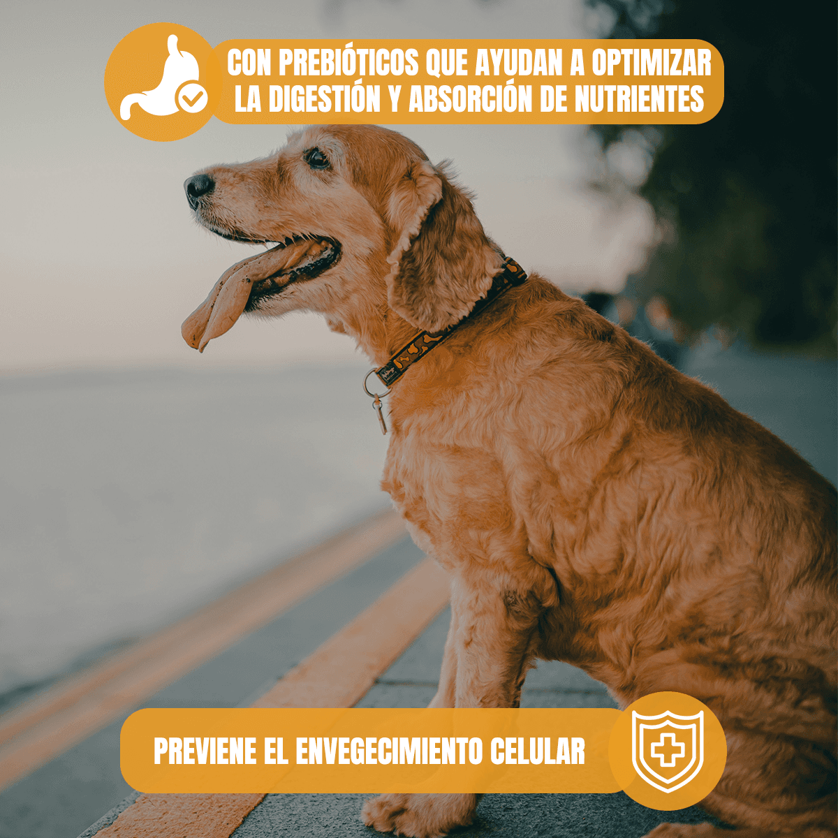 Pack Nupec 20 latas Digestive alimento húmedo con Frida Wipes